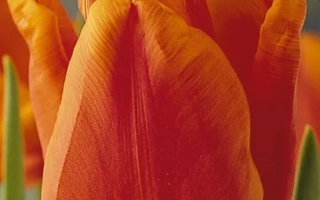 Орангэ Монарч