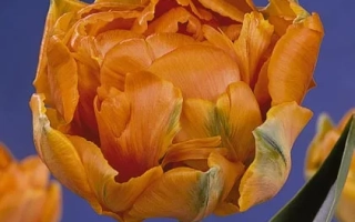 Орангэ Принцэсс