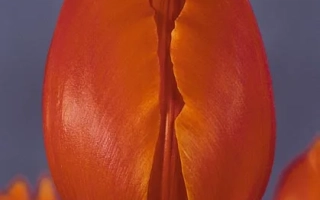 Орангэ Сурприсэ