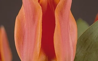 Орангэ Торонто