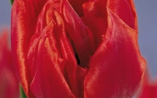 Оране Нассау