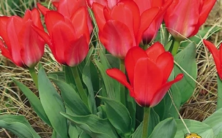 Пакет семян тюльпанов сорта Ориентал Бьюти