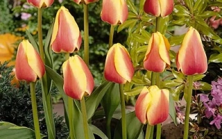 Ориэнтал Сплэндоур