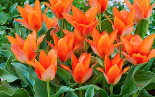 Яркие оранжевые тюльпаны сорта Ориндж Апельдатон | Orange Toronto Tulip на фоне зелёной листвы