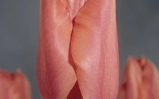 Палэстрина