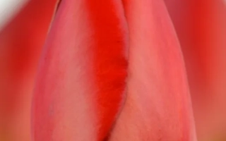 Семена тюльпанов Parade от Jan de Wit - Парад