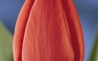 Паул Ричтэр