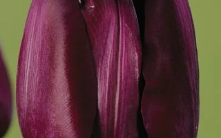 Паул Счэрэр