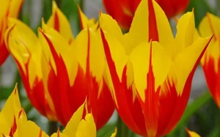 Тюльпаны сорта Пламенный с красно-желтыми лепестками