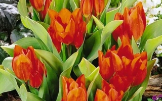 Праэстанс 'Фусилиэр'