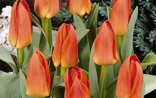 Принцэ дэ Лигнац