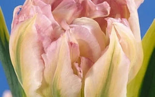 Принцэ оф Сансэвиэро