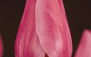 Принцэсс Элизабэтh