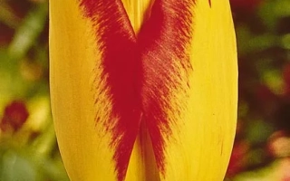 Принцэсс Маргарэт Росэ