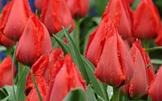 Красные тюльпаны Принцесса Шарман на фоне зелени