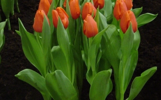 Принс Wиллэм Алэxандэр