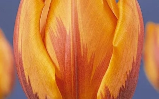 Принсэс Ирэнэ