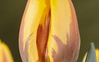 Принсэс Маргриэт