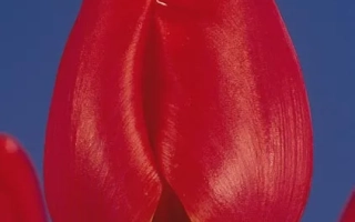 Профэссор Дэ Вээр