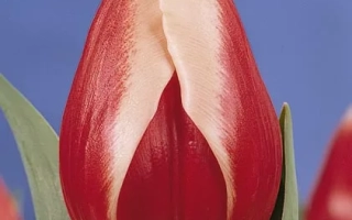 Профэссор Пэнн