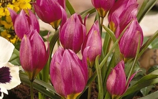 Тюльпаны сорта Пулчелла 'Eastern Star' в цветочной композиции - пулчэлла 'Эастэрн Стар'