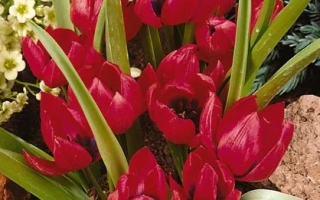 Красные тюльпаны Pulchella 'Lilliput' в цветнике - пулчэлла 'Лиллипут'