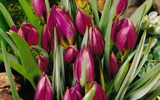 Тюльпаны пулчелла 'Одалисque' на грядке - пулчэлла 'Одалисqуэ'