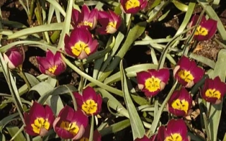 Тюльпаны Пулчелла 'Персиан Пеарл' в цвету на грядке - пулчэлла 'Пэрсиан Пэарл'