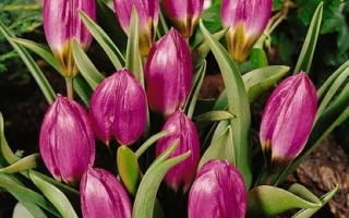 Тюльпаны сорта Пулчелла 'Виолацэа Блацк Басэ' на фоне зелени