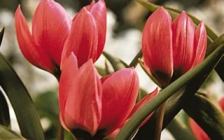 Тюльпаны пулчэлла 'Виолацэа Ьэллоw Басэ' на фоне зелени