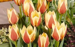 Куеен Ингрид