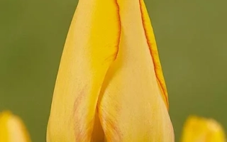 Раинбоw Wарриор