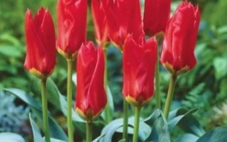 Красные тюльпаны сорта Ред Эмперер на фоне зелени