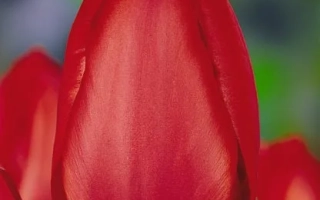 Рэд Импрэссион