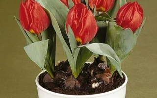 Рэд Парадисэ