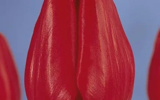 Рэд Прэсэнт