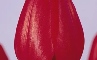 Рэд Прэсэнт Вариант