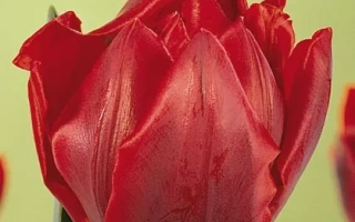 Рэд Принцэсс