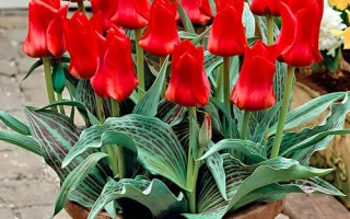 Красные тюльпаны в горшке на фоне кирпичной дорожки - Ред Райдин Худ