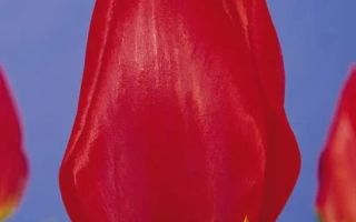 Рэд Рэвивал