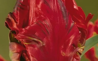 Рэд Сэнсатион