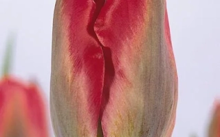 Рэд Спринггрээн