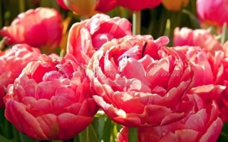 Крупный план розовых тюльпанов сорта Ренаун на фоне других цветов - Ренаун / Ринаун