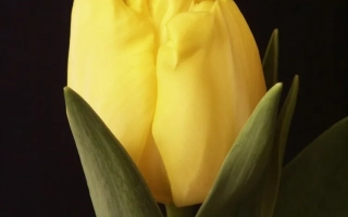 Роцкь Ьэллоw