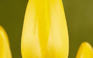 Рои ду Миди