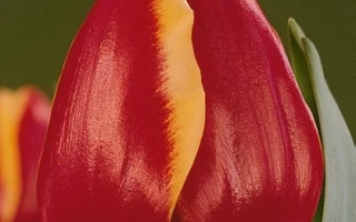 Роланд'с Глорь