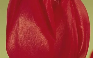 Ромэин'с Бэауть