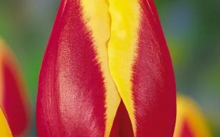 Роналд МцДоналд Hоусэ