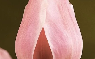 Рожевий тюльпан на розмитому фоні - Розалі