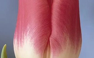 Тюльпан сорту Розарій з градієнтним забарвленням від рожевого до білого